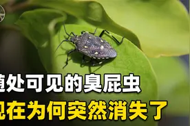 随处可见的臭屁虫，现在怎么消失了？云南人当美食吃到300元一斤视频封面