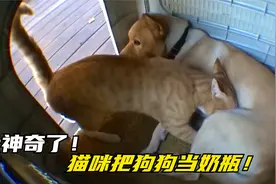狗狗收养了一只流浪猫，每天母乳喂养，主人都要气疯了！视频封面