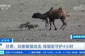 甘肃：幼崽被狼攻击 母骆驼守护4小时视频封面