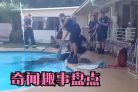 奇闻趣事盘点：马儿掉进泳池，主人发现却已经为时已晚视频封面