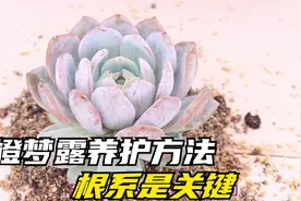 橙梦露多肉要这样养，土壤配比是关键，新手都能要出状态视频封面