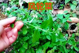 风轮菜其实就是人们常说的熊胆草，是中草药，夏秋季采收视频封面