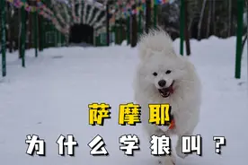 萨摩耶为什么突然学狼叫？原来是这些原因！视频封面