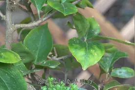 三角梅出现黄叶也别怕，只要用上这种水，几次之后就能快速转绿视频封面