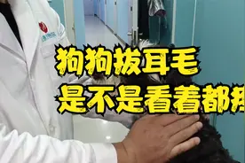什么品种的狗狗需要拔耳毛？拔耳毛看着都疼？其实不是你想想的。视频封面