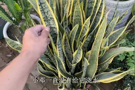 虎皮兰叶片软不恢复，从2点找原因，稍加处理，就能恢复硬朗视频封面