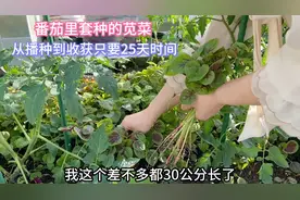 种上番茄后在空隙里套种的红苋菜 从播种到收获只用了25天时间视频封面