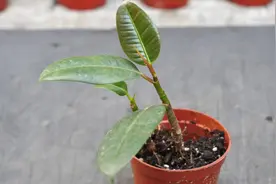 橡皮树学会这样栽种，苗儿长势旺，叶片长得比巴掌还大！视频封面