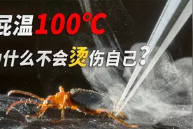 放屁温度高达100℃，放屁虫却不会烫伤自己，看完涨知识了视频封面