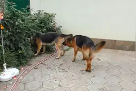 给狗狗介绍了一只母犬相亲对象，给公犬激动的不行视频封面
