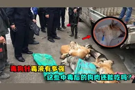 毒狗针毒液有多强，一滴能致死，这些中毒后的狗肉还能吃吗？视频封面