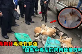 毒狗针毒液有多强，一滴能致死，这些中毒后的狗肉还能吃吗？视频封面