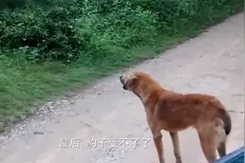 狗狗遇上豹子，完美诠释了什么叫输出全靠吼，太赞了！视频封面