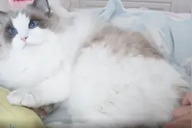 猫咪紧紧抱着自己的玩具，反手就给铲屎官一爪子视频封面