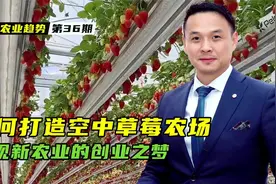 如何打造空中草莓农场，实现一二三产融合的新农业创业之梦！视频封面