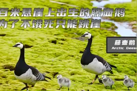 残酷！为了生存的藤壶鹅，刚出生不久就要从百米悬崖跳下视频封面