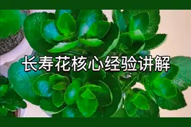 长寿花小苗和开完花以后怎样修剪和管理？苗圃经验，快来围观学习视频封面