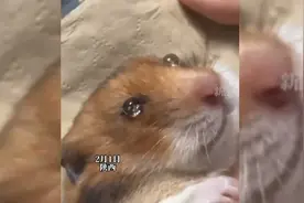 给仓鼠滴眼药水，装睡不睁眼也不让眼药水流进眼里视频封面