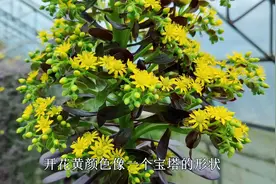 2米高的法师开花，会不会死掉？这样做，不仅能赏花，还能爆侧芽视频封面