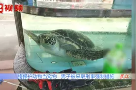 “养得都有感情了”，男子圈养保护动物绿海龟7年被警方抓获视频封面