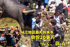 外号蛟龙，从江最大的水牛身价20多万，今天赢了比赛
