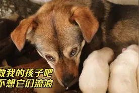 桥洞下流浪狗一家，狗妈妈身体虚弱仍坚持喂养，被救后命运被改写视频封面