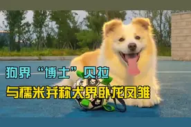 狗界“博士”陈贝拉，比你对象还聪明，与糯米并称为犬界卧龙凤雏视频封面