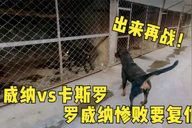 罗威纳vs卡斯罗打架惨败，谁知罗威纳出笼就去复仇，差点酿成血案视频封面