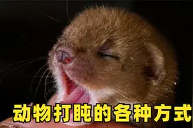 动物们都如何睡觉？你见过睡觉抽搐的黄鼠狼吗视频封面