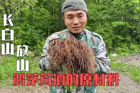长白山放山挖几颗野生红毛，鸿茅药酒的原材料，泡酒最好了视频封面
