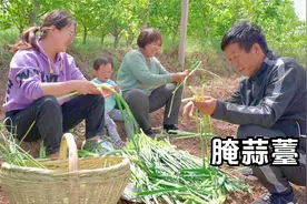 正是吃蒜薹的季节，腌一些蒜薹，炒几个家常菜，简简单单也美味！视频封面