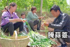 正是吃蒜薹的季节，腌一些蒜薹，炒几个家常菜，简简单单也美味！视频封面