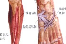 功能解剖：七十二、胫骨后肌视频封面