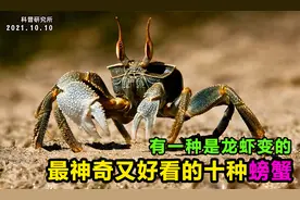 你见过由龙虾进化变成的螃蟹吗？十种奇怪又好看的螃蟹大盘点视频封面