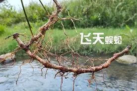 常用煲猪脚汤的稀有材料，叫飞天蜈蚣，可惜还很多人不认识视频封面