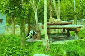 卧龙中华大熊猫苑视频封面