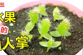 在家里也能从种子种仙人掌, 火龙果种子盆栽视频封面