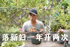 落新妇球根挖出来放冰箱，经过低温春化，一年能够开两次视频封面