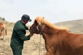 张家口农村大哥返乡创业，回老家养马，60匹马一年能赚多少钱视频封面