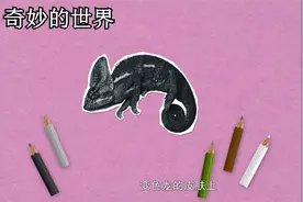 奇妙的世界：为什么变色龙会变色，这是和它的情绪有关吗视频封面