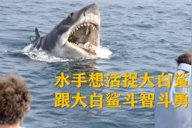 水手想活捉大白鲨，跟大白鲨斗智斗勇，惊悚片【大白鲨】视频封面