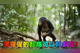 会使用工具的黑猩猩，智商有多高超视频封面