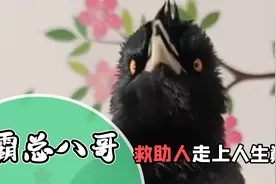 小伙救了一只八哥，结果意外称霸附近一条街？网友：从未设想道路视频封面