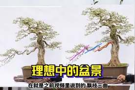 十年磨一剑 理想中盆景该有的样子 看老师是如果制作的视频封面