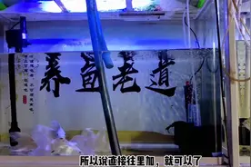 终于给观赏鱼换水了，换水后可以立刻投喂吗？最好不要视频封面