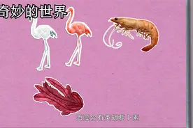 奇妙的世界：为什么火烈鸟是粉红色的，这和它们吃的食物有关吗视频封面