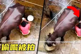 印度男子偷喝牛奶，事后用污水充数！镜头拍下的6个瞬间视频封面