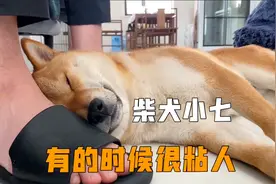 粘人的柴犬小七，非要在主人脚上睡，难道喜欢这个味道么视频封面