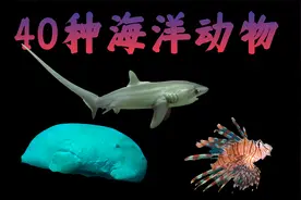 海洋世界，40种神奇海洋动物超清，终于知道这些动物的名字了!视频封面