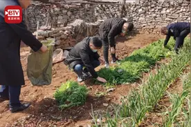 可怕的偏方！听说罂粟能治病 在家门口种2600株准备熬汤视频封面